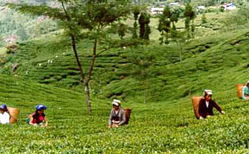 Darjeeling