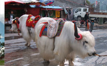 Sikkim Yak Safari
